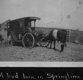 Bookmobile stuck in the mud; cow sniffs front of mobile