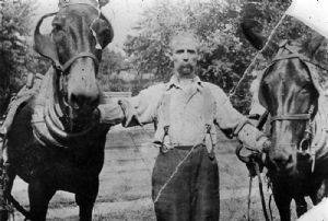 Man standing, holding reigns on 2 mules