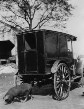 Back end of parked book wagon; pig passes by back end