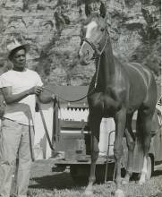 Photo of man hold reigns and a horse; circa 1954