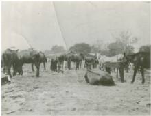 B&W photo of mules grazing in a field