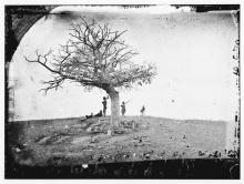 B&W photo of Tree in winter on hill with soldiers in the distance and stone grave markers around tree