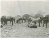B&W photo of mules grazing in a field